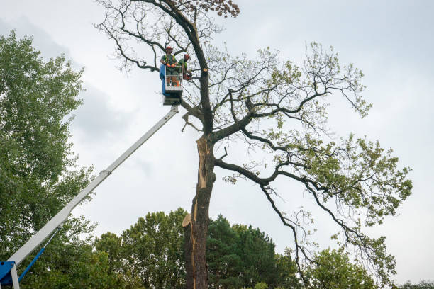 Best Tree Health Inspection  in Homewood, AL